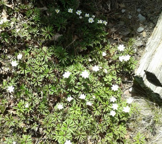 vårblommor 13 april -16 020