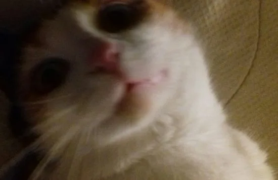 sigrid, selfies m m 030