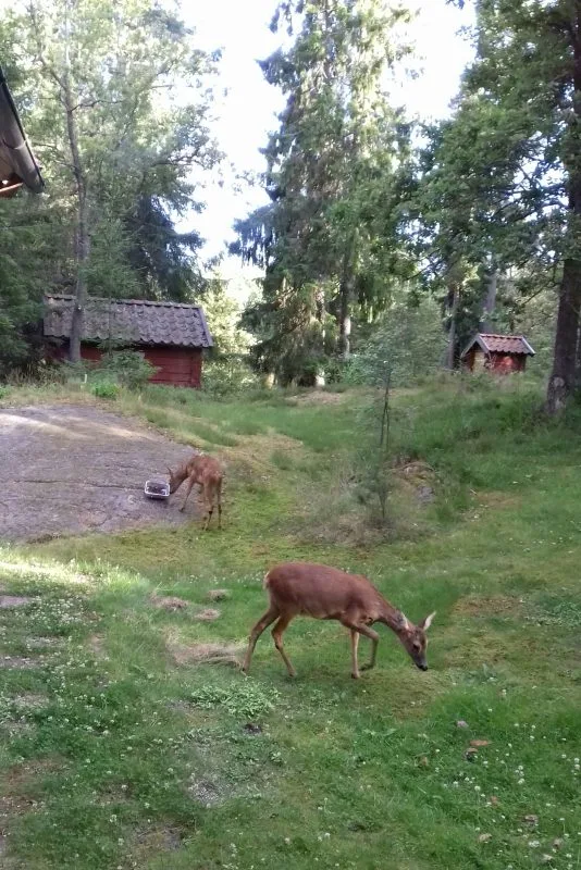 rådjur 2 6 juli 003
