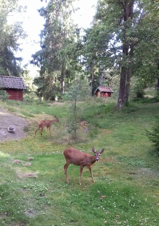 rådjur 2 6 juli 002