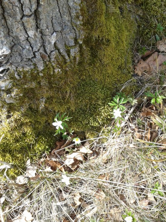 vårblommor 13 april -16 012