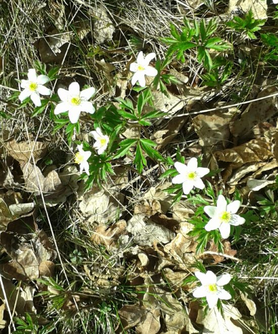 vårblommor 13 april -16 022