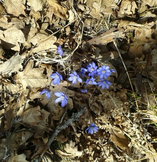 vårblommor 13 april -16 026
