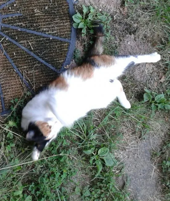 Jag längtar förstås mest efter vår lilla Sigrid, som älskar att bli skrubbad på magen. Foto: Elisabet Höglund