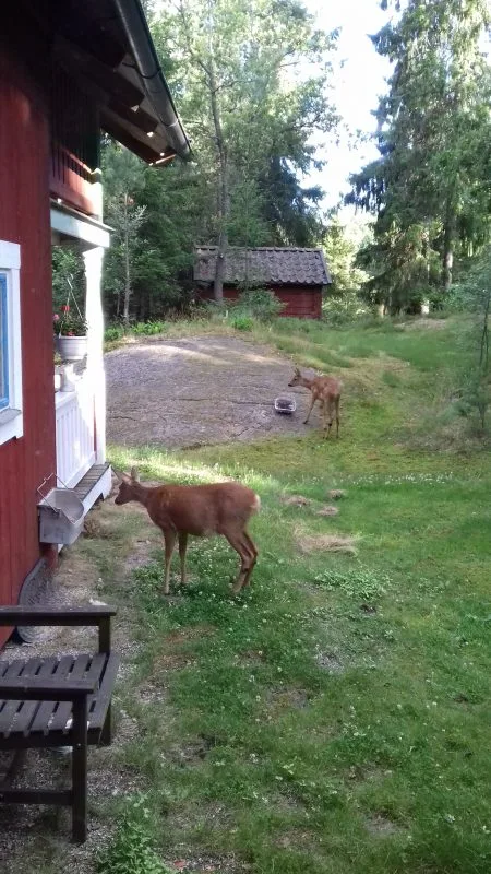 ekorrar, jag, rådjur m m 013