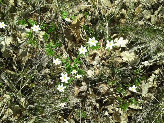 vårblommor 13 april -16 011