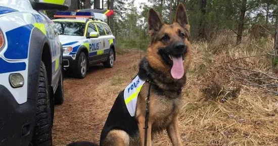 Två personer blir skadade efter en skottlossning i Husby i norra Stockholm. Polisen jagar gärningsmännen med hundpatruller. Bild:polisen
