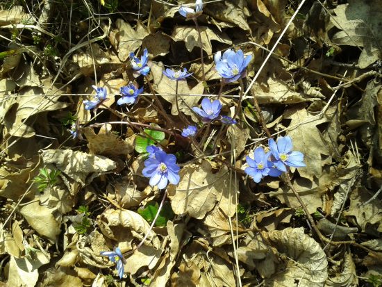 vårblommor 13 april -16 008 (1)