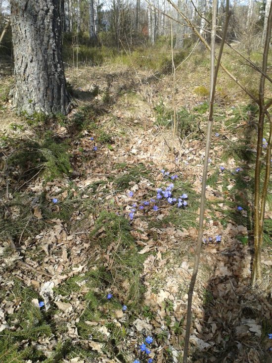 vårblommor 13 april -16 005
