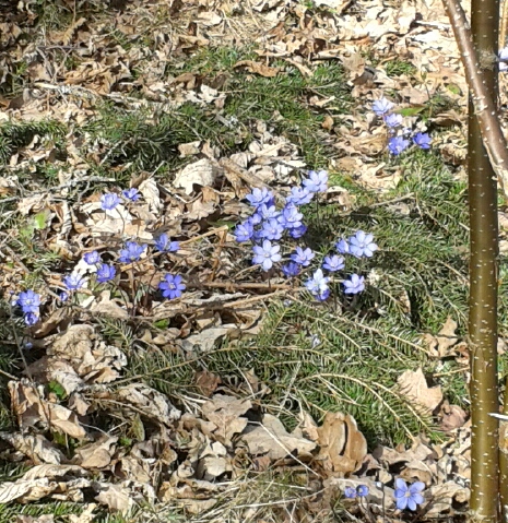 vårblommor 13 april -16 019