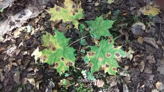 20161002_131315