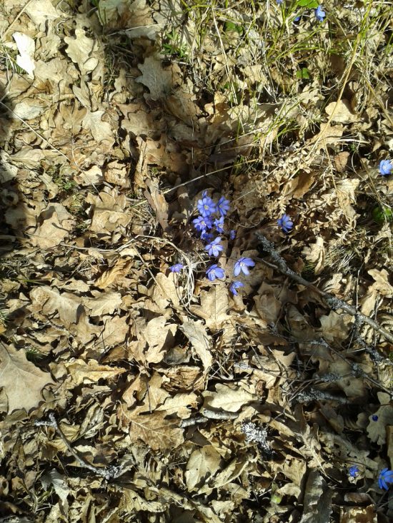 vårblommor 13 april -16 004