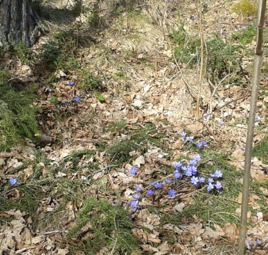 vårblommor 13 april -16 018